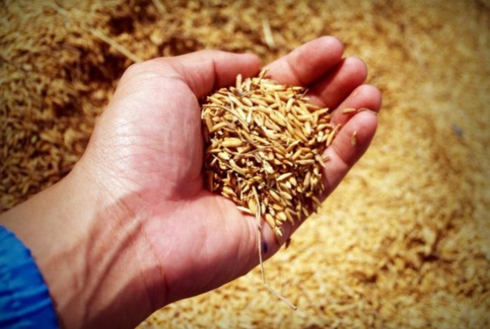 Alta histórica: Preços do arroz alcançam novos recordes com forte demanda e oferta reduzida