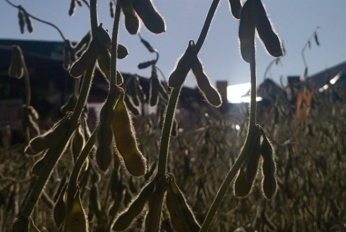 Dessecação da soja contribui para acelerar e uniformizar o ciclo de crescimento da cultura, promovendo uma colheita mais eficiente e rentável