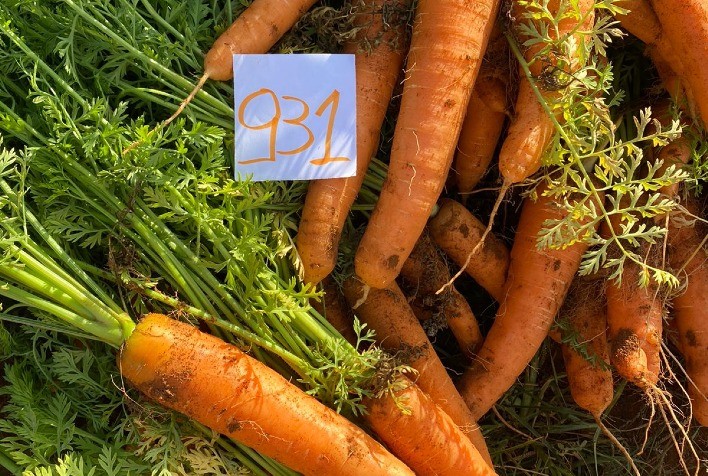 De melancias a Beterrabas: ISLA Sementes revela as melhores cultivares para dezembro
