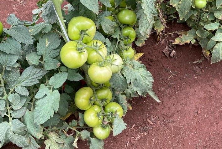 Bioestímulo faz tomate produzir mais e melhor, diz fabricante