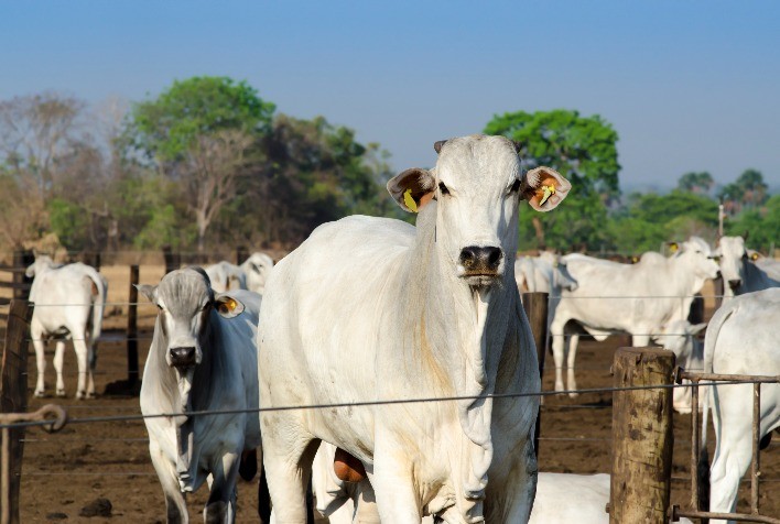 A importância do manejo sanitário para um rebanho bovino saudável