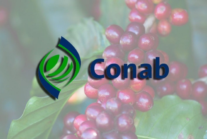 Conab aponta crescimento de 8,2% na safra de café em 2023, estimada em 55,1 milhões de sacas