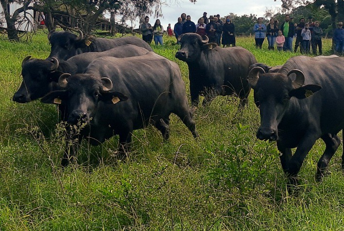 Ascribu quer parcerias para ampliar pontos de venda da carne de búfalo em 2024