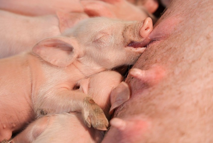 Pesquisa da AKEI Animal Research comprova que beta glucanos de algas na dieta de porcas melhoram colostro e imunidade de leitões