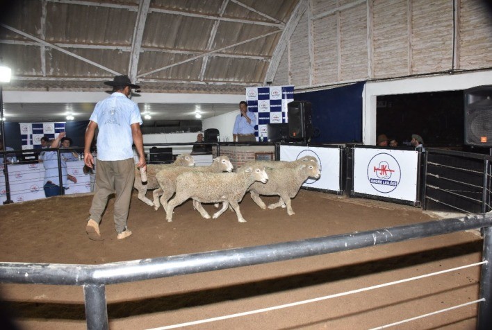 Agrovino espera número expressivo de animais e alta comercialização