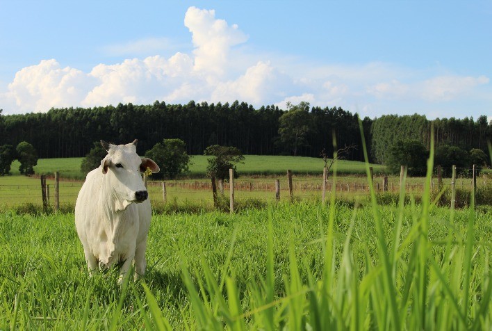 Com a chegada da temporada de chuvas, pecuaristas devem redobrar a os cuidados com pasto