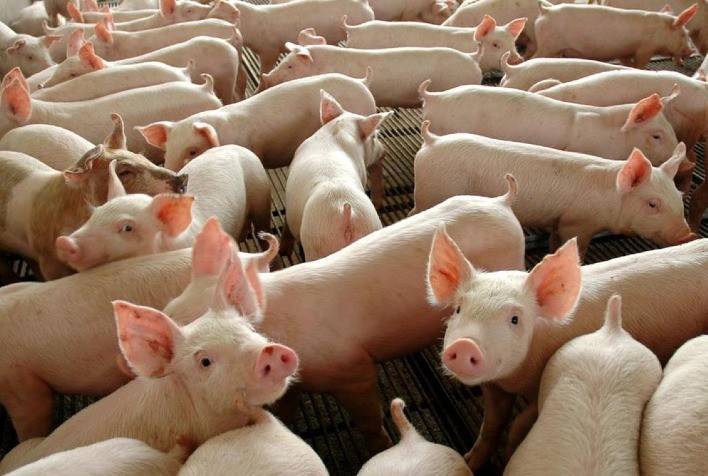 Preço do suíno vivo segue evoluindo gradativamente no decorrer de dezembro