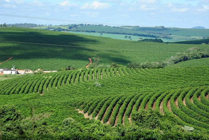 Levantamento inicial da safra mineira de grãos 2023/2024 traz estimativa de produção de 13,6 milhões de toneladas