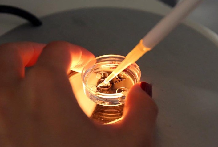 Index Embriões: primeira edição do relatório da Asbia aponta movimentação de 538.062 embriões em 2022, volume correspondente a 54% do mercado