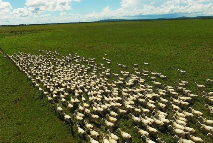 Expedição da Produtividade, da Sumitomo Chemical, auxilia no planejamento pecuário de 1,5 milhão de hectares