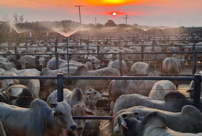 Conheça os vencedores da última etapa do Circuito Nelore de Qualidade 2023