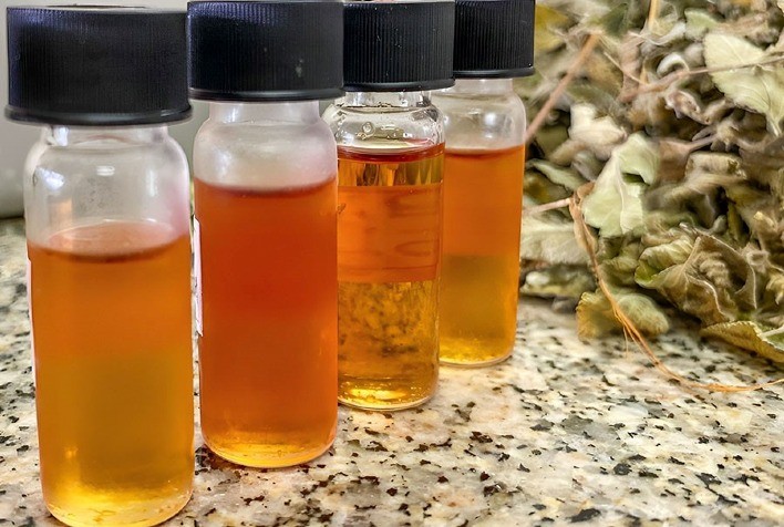 Óleo essencial de alecrim-do-mato é capaz de controlar fungos e bactérias em culturas agrícolas