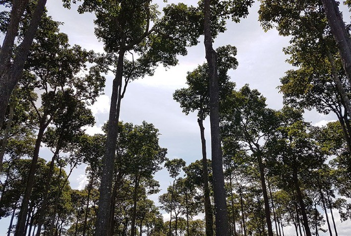 Pagamento por serviços ambientais impulsiona desenvolvimento sustentável na Amazônia