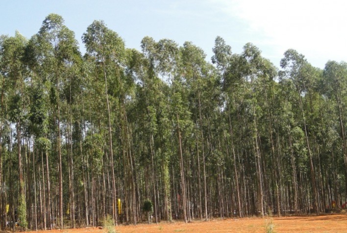 Embrapa irá avaliar clones de eucalipto para biomassa em Mato Grosso