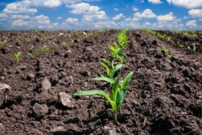 Avanço gradual: Plantio do milho verão supera 70% no Brasil, mas permanece aquém em comparação ao ano anterior, revela Conab