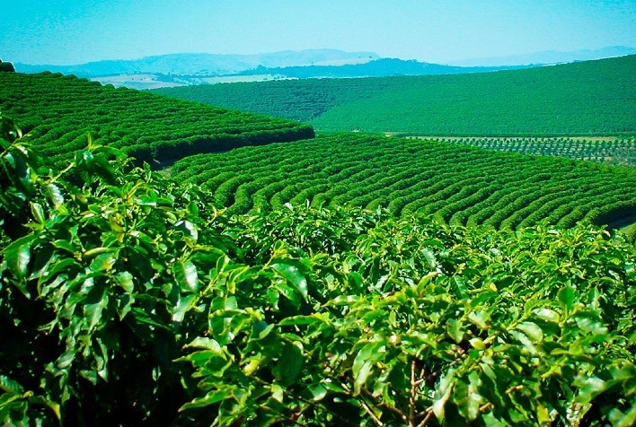 Faturamento total das lavouras dos Cafés do Brasil atinge R$ 48,27 bi em 2023