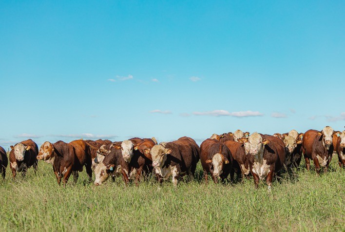 Hereford e Braford ampliam visibilidade nacional com programas e parcerias em 2023