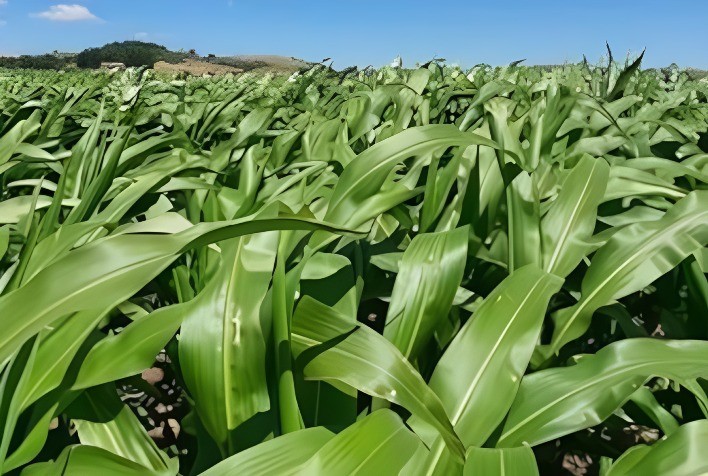 Adoção de bioestimulantes na agricultura brasileira chega a 30% em 2023