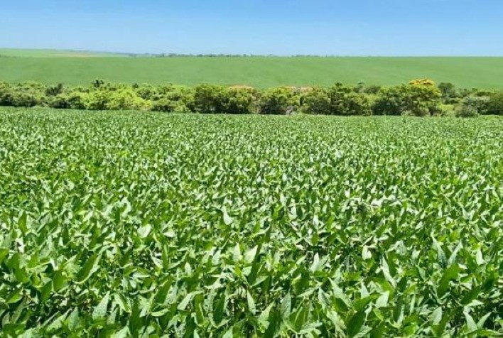 AGRO: Não é fácil, mas quem domina o areião de Tuneiras, produz igual à terra roxa