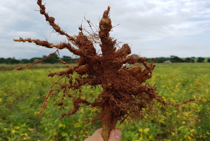 Tecnologia em biológico da Corteva Agriscience traz eficácia no controle de nematoides nas principais culturas agrícolas