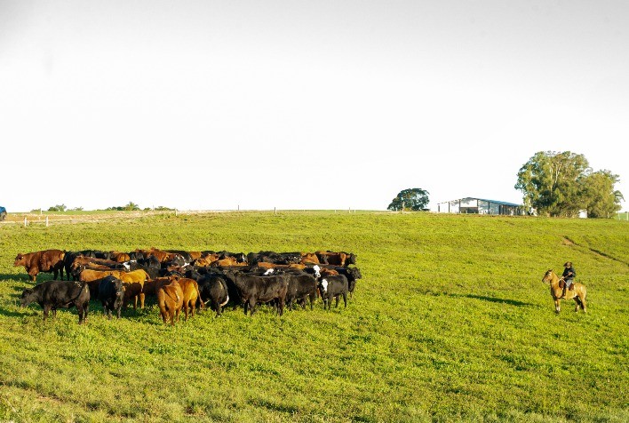 Ano de 2023 consolida Instituto Desenvolve Pecuária como referência no mercado da carne