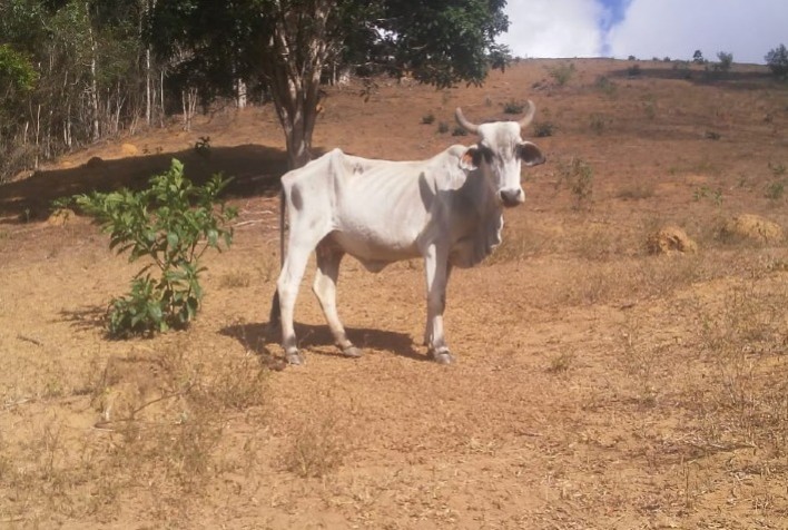 Sistema Agricultura atua para mitigar efeitos da seca no Norte, Noroeste e Nordeste de Minas