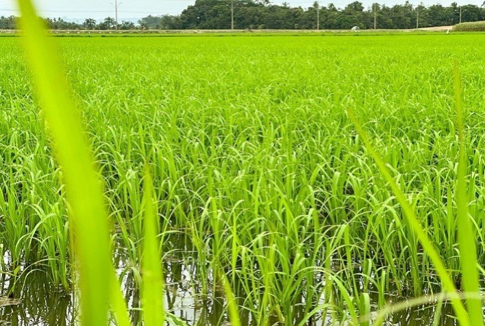 Após fortes chuvas, previsão de temperaturas altas pode ser positiva para a rizicultura de SC