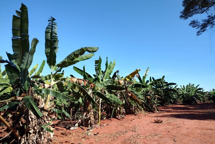 Durante o mês de dezembro, foram inspecionadas propriedades rurais comerciais na região de Anápolis, considerada maior produtora da fruta no Estado