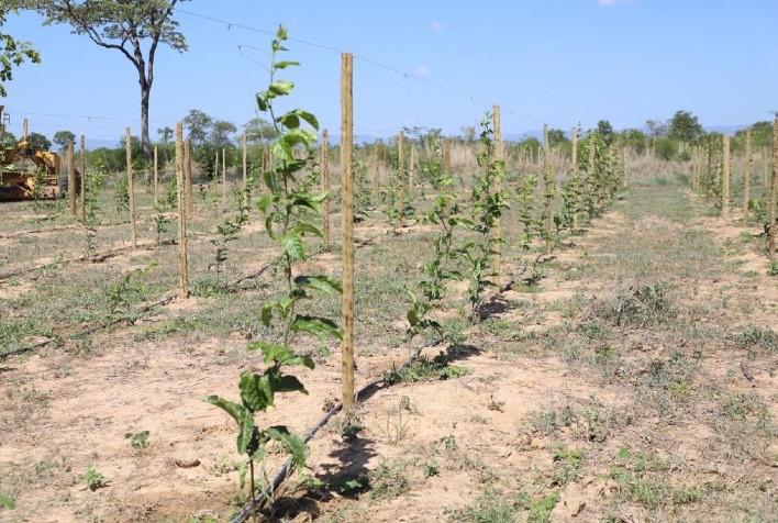 Governo de Goiás prorroga seleção de produtores para projeto de Fruticultura Irrigada do Vão do Paranã