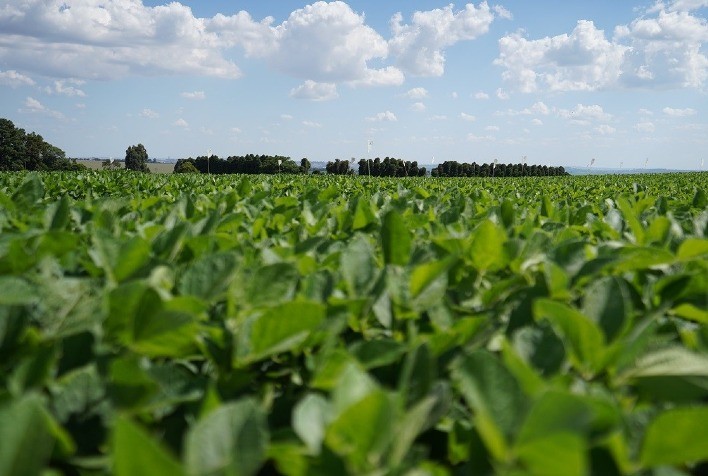 Apesar do impacto climático, produtividade de soja em 23/24 deve ficar estável para cooperados da Frísia