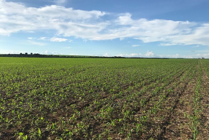 Plantio da safra de verão de milho 2023/24 atinge 97,6% no Brasil, indicam dados da SAFRAS & Mercado