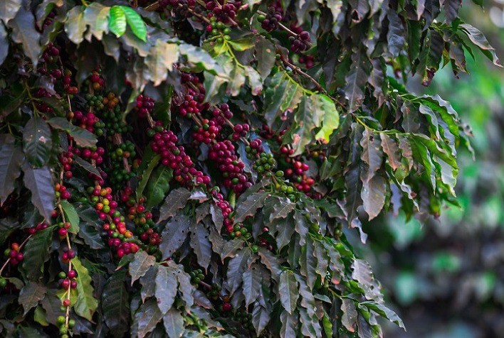 Variações climáticas no Brasil impactam negociações de café em Nova York