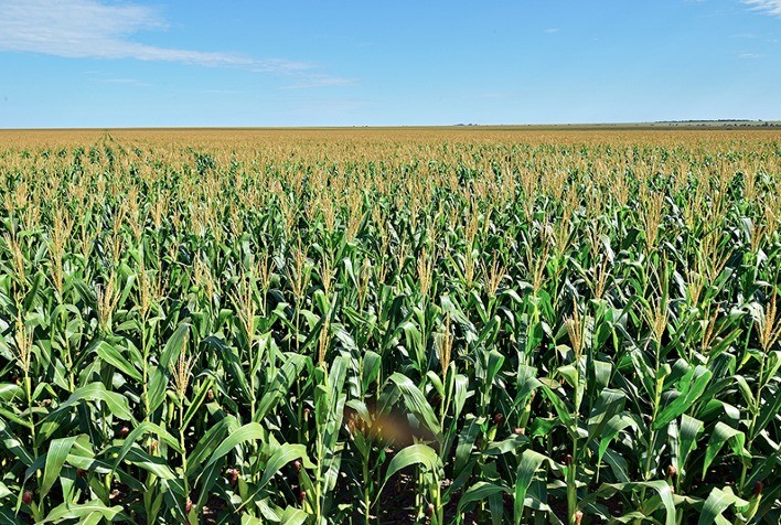 Área cultivada com milho em Mato Grosso tende a reduzir em 6%, aponta Instituto