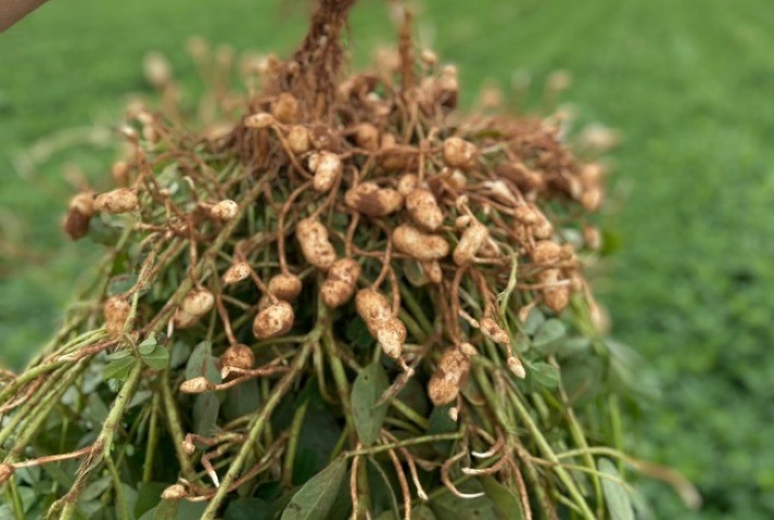 Com atraso por conta das chuvas irregulares, produtores passam a virada do ano plantando amendoim