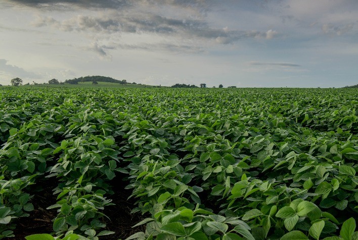 Prorrogado o prazo para cadastro de áreas de plantio de soja até 31 de Janeiro em MS