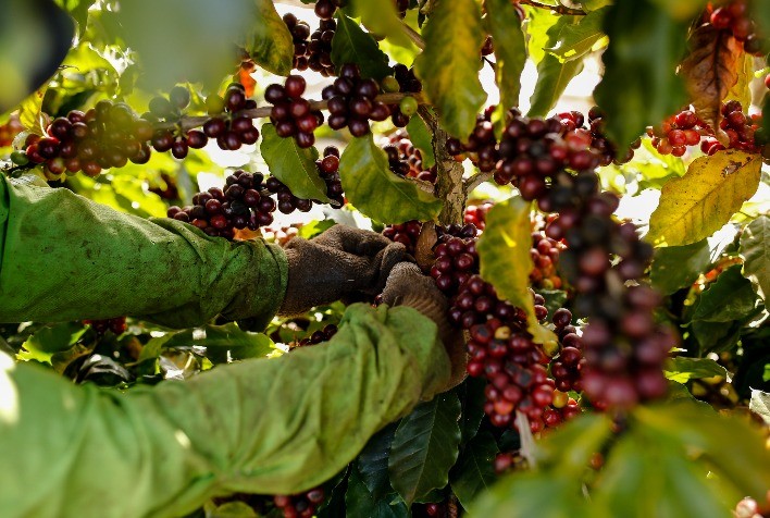Com foco no mercado internacional, Região do Cerrado Mineiro realiza primeiro Leilão Virtual de Café