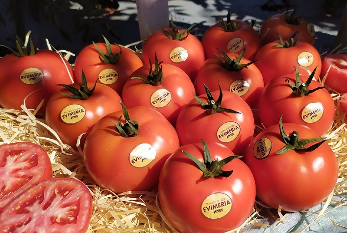 Genética garante melhor rentabilidade à cultura de tomates