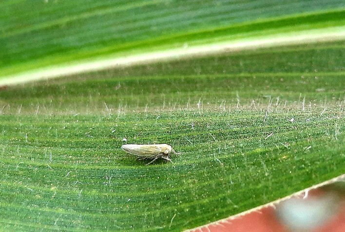 Adjuvantes são importantes aliados dos inseticidas e bioinseticidas, no combate a cigarrinha-do-milho