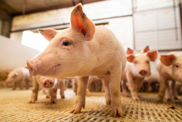Suinocultura: Um setor em constante evolução
