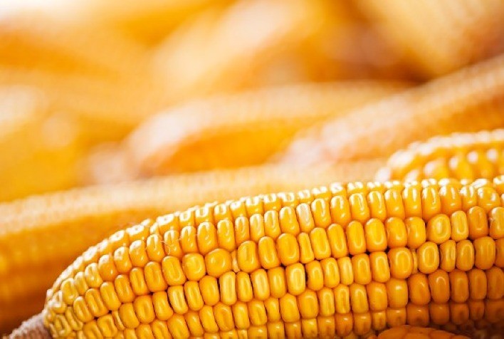 Decisões estratégicas dos produtores moldarão os preços do milho no primeiro semestre de 2024