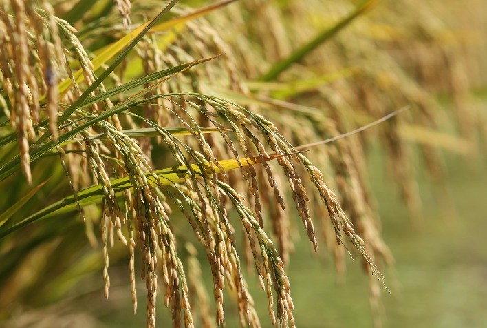 Panorama desafiador: Mercado de arroz antevê ano de 2024 histórico