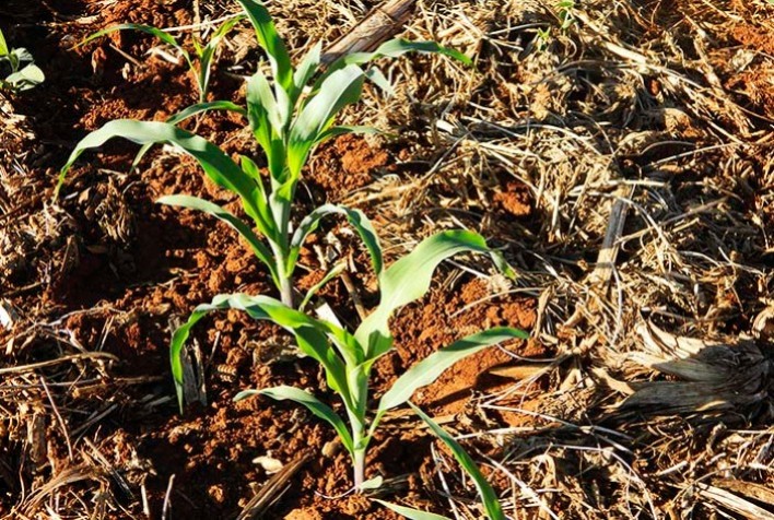 Produtores paranaenses iniciam plantio da segunda safra de milho