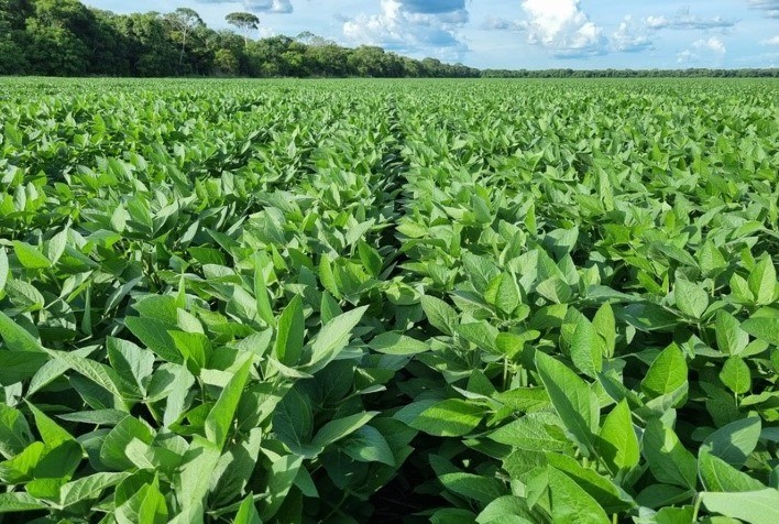 Plataforma integrada de sementes e melhoramento genético para soja é destaque da SEEDCORP|HO na Dinetec
