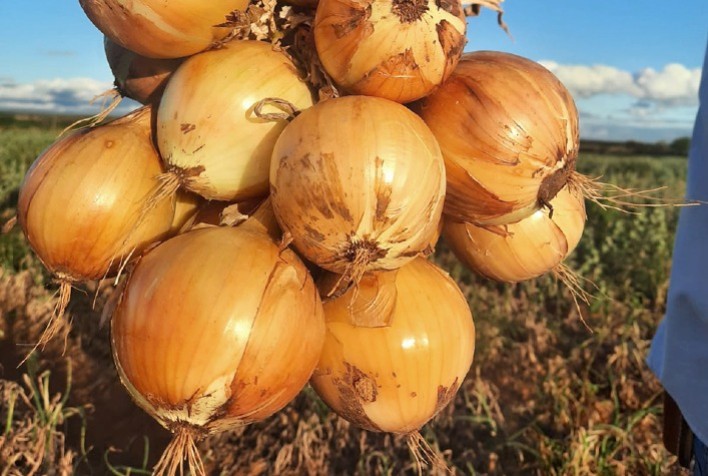 Cebolas híbridas são alternativas sustentáveis e rentáveis aos agricultores do segmento