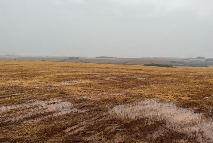 Clima faz produtores trocarem soja por algodão no Mato Grosso e a produtividade diminuir para gaúchos