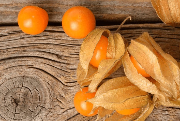 Do alto dos Andes para as regiões tropicais do Brasil: estudo da UFLA avalia produtividade da fruta physalis