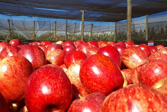 RASIP abre mercado de exportação de maçãs para Emirados Árabes e Singapura