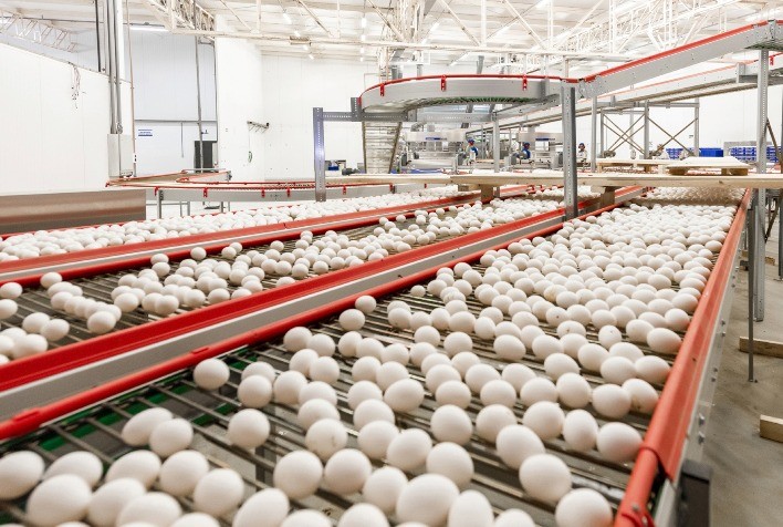 Exportações de ovos fecham 2023 com crescimento de 168,1%