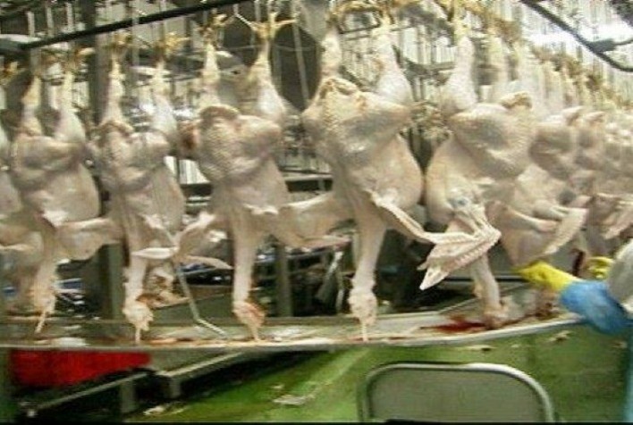 ABPA: Exportações de carne de peru registram alta de 17,8% em 2023