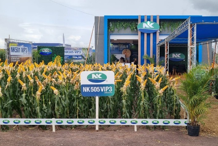 Sementes NK comemora 4 anos no Brasil e marca presença na Dinetec 2024 com lançamentos de híbridos de milho 